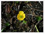 Ranunculus nivalis * Snow Buttercup - Halti - July 2007 * 3680 x 2760 * (3.28MB)
